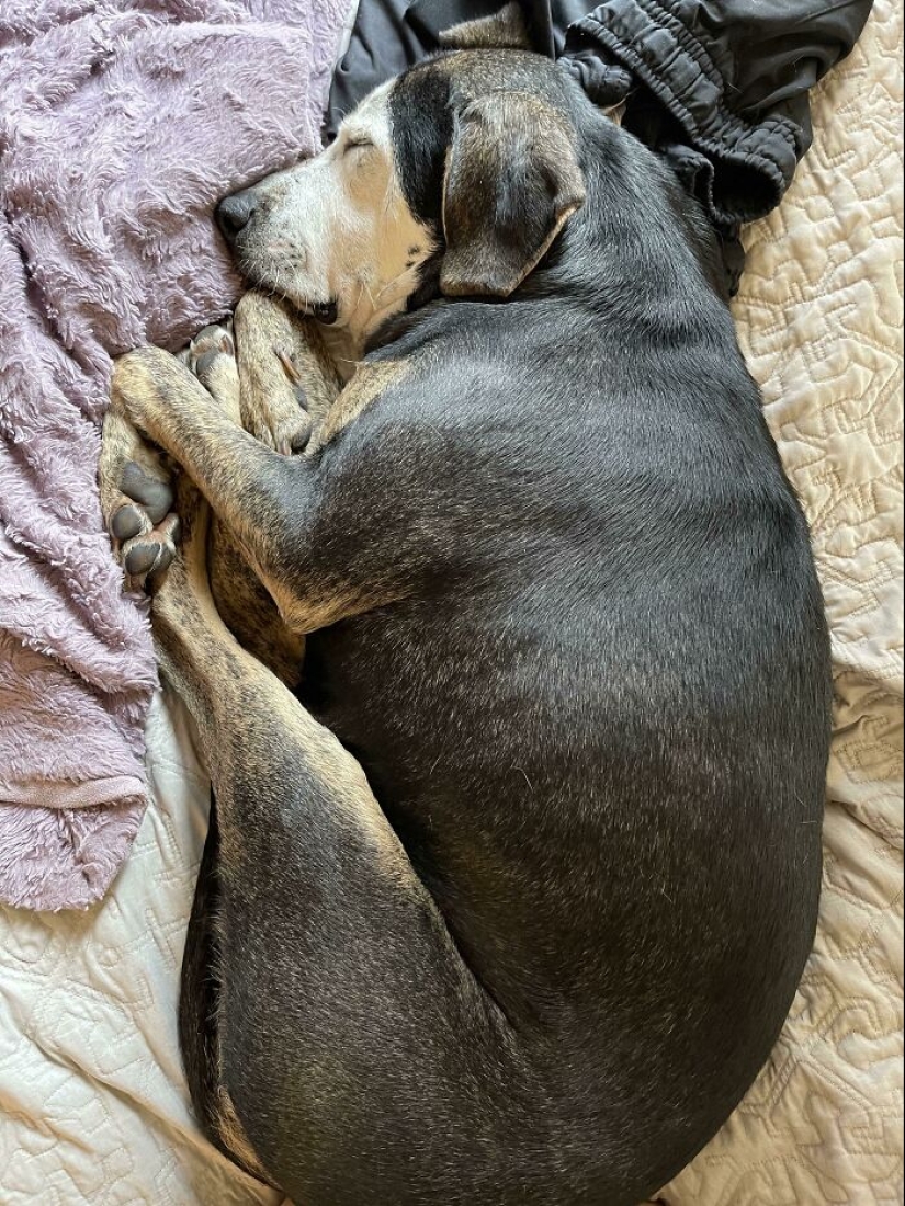22 charming photos with animals that will cheer you up
