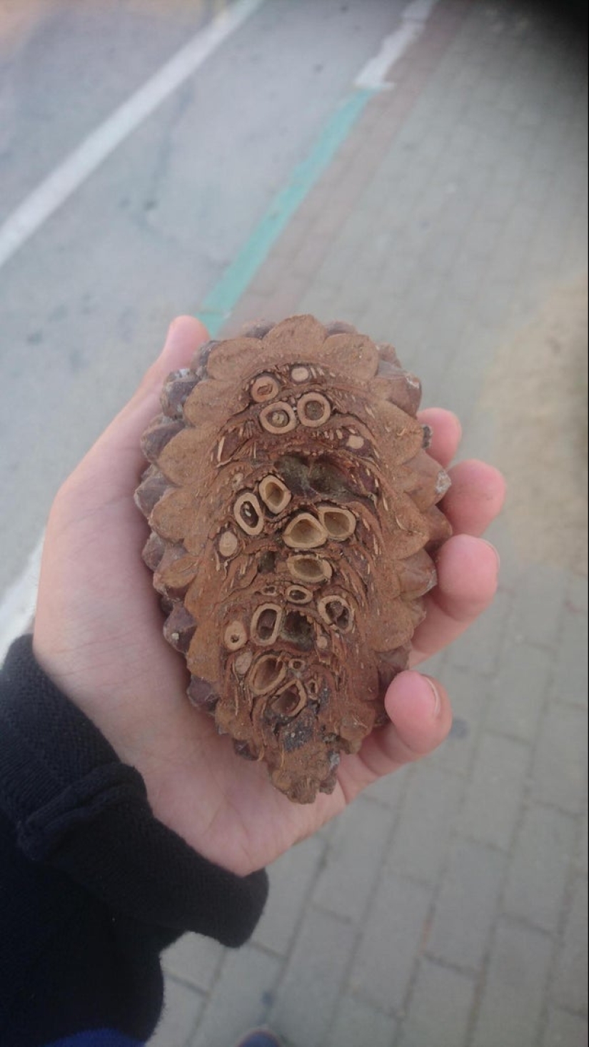 22 cognitive photos on the internal content of familiar things