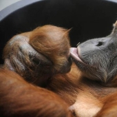 22 cute cubs of wild animals that you just want to cuddle 22 cute cubs of wild animals that you just want to cuddle