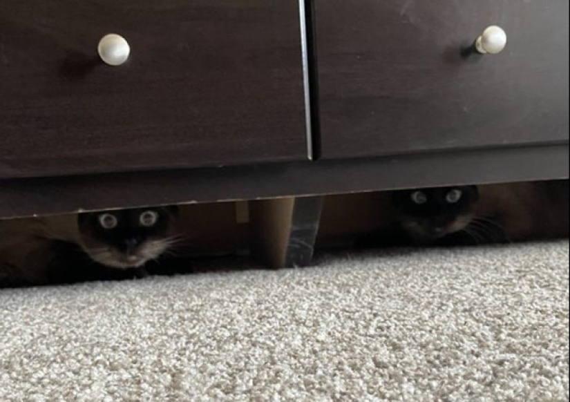22 fotos de animales que no han oído nada sobre el"espacio personal" 22 fotos de animales que no han oído nada sobre el"espacio personal"