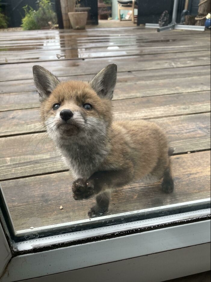 22 fotos encantadoras con animales que te alegrarán