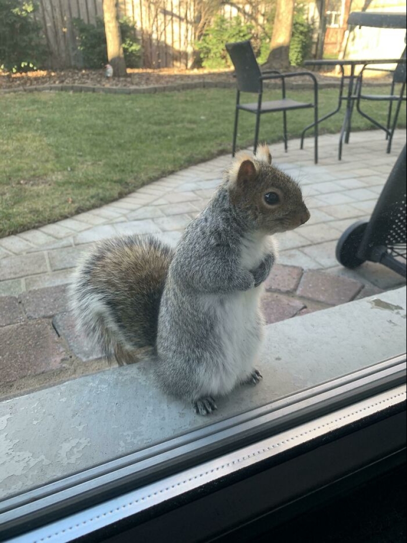 22 fotos encantadoras con animales que te alegrarán