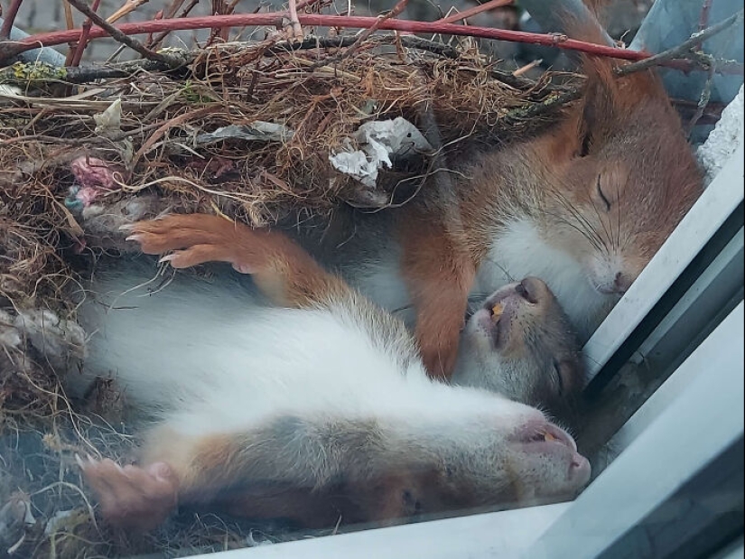 22 fotos encantadoras con animales que te alegrarán