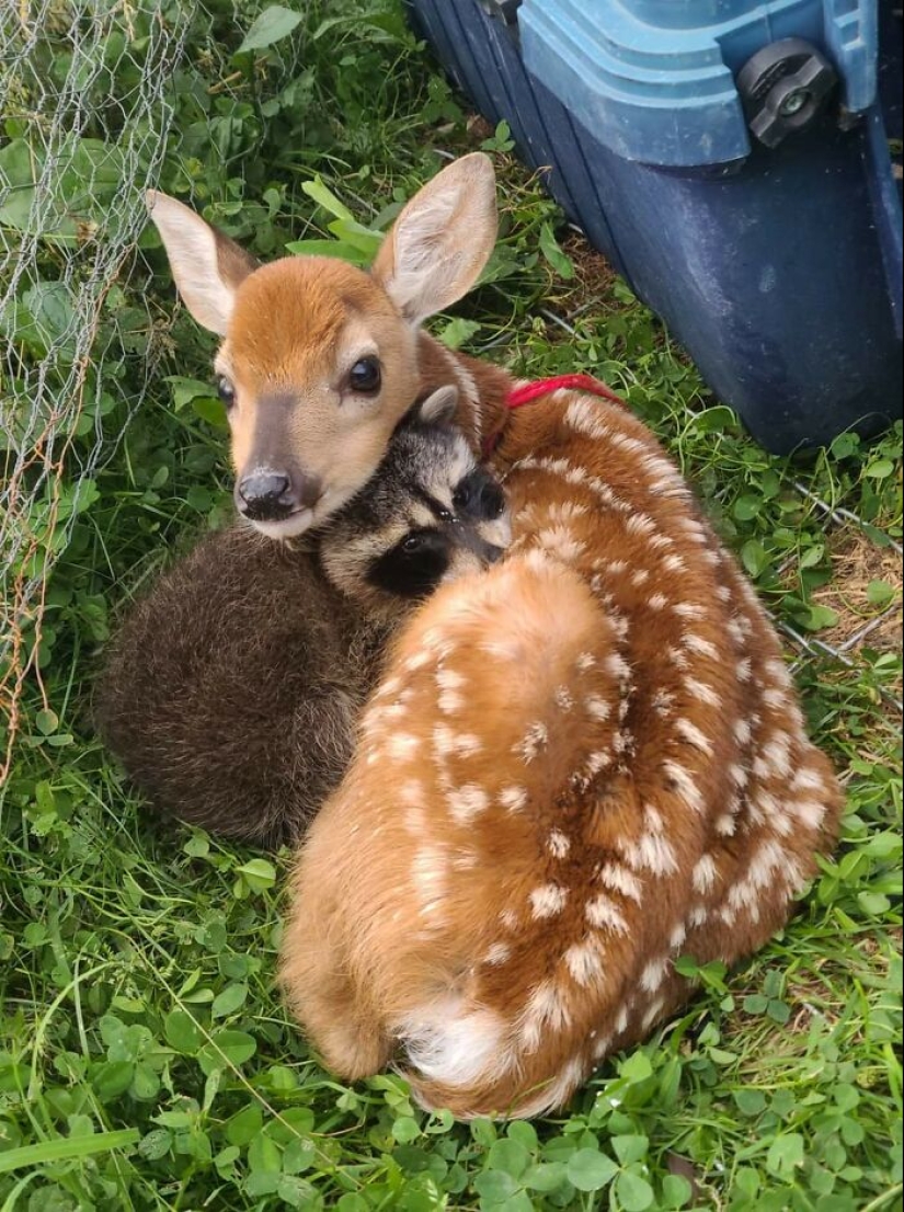 22 fotos encantadoras con animales que te alegrarán