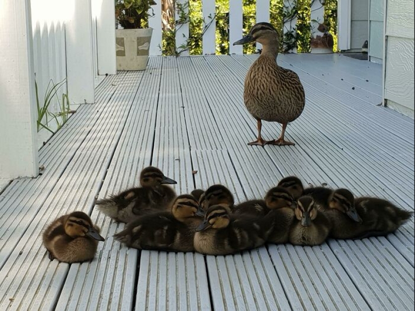 22 fotos encantadoras con animales que te alegrarán