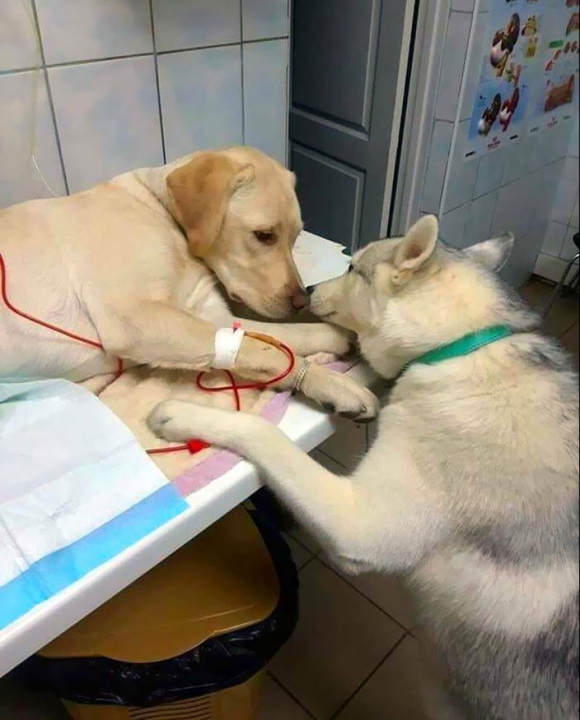 22 fotos encantadoras con animales que te alegrarán