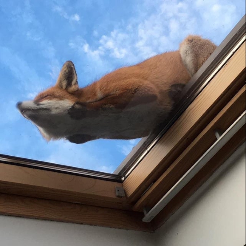 22 fotos increíblemente lindas con animales que iluminarán incluso el día más oscuro