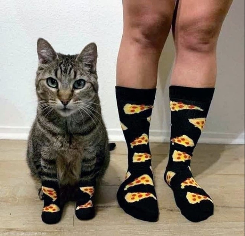 22 fotos increíblemente lindas con animales que iluminarán incluso el día más oscuro