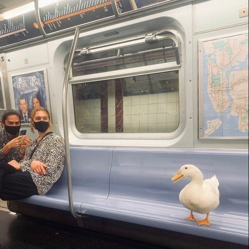 22 fotos increíblemente lindas con animales que iluminarán incluso el día más oscuro
