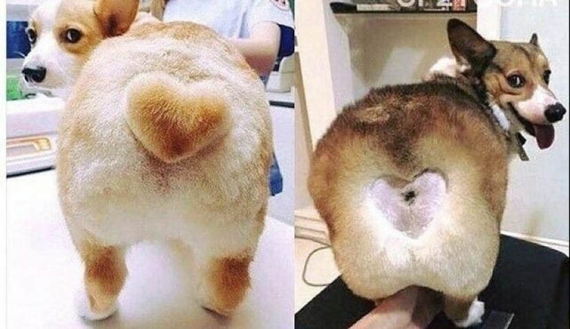 22 funny and at the same time sad photos from the series "Expectation and Reality"