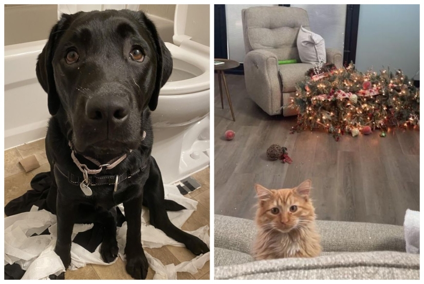 22 funny photos of animals that do whatever they want 22 funny photos of animals that do whatever they want