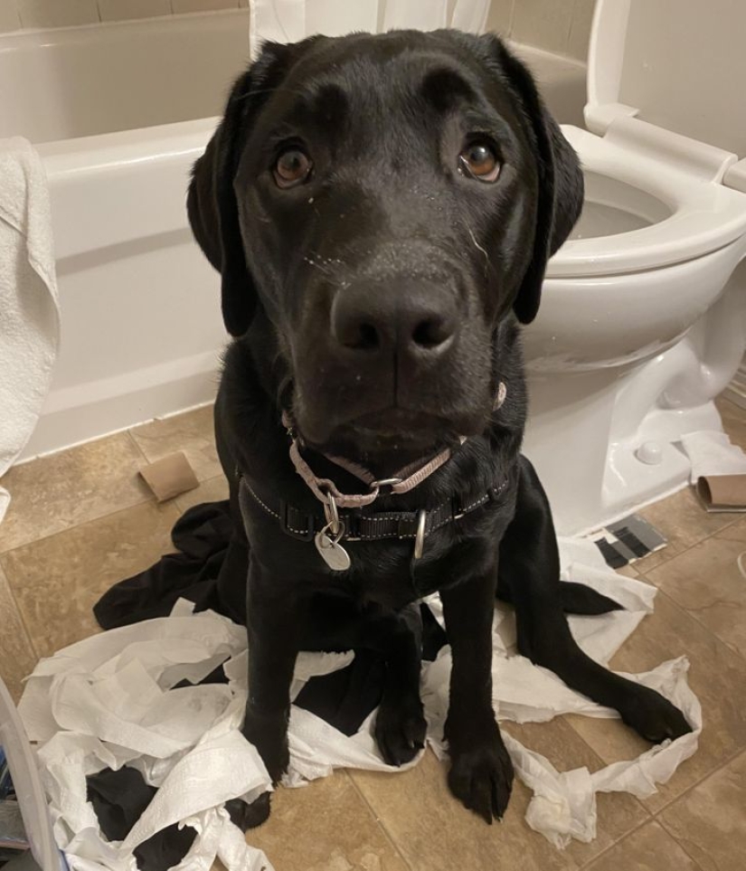 22 funny photos of animals that do whatever they want 22 funny photos of animals that do whatever they want
