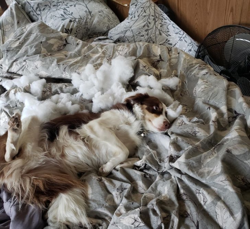 22 funny photos of animals that do whatever they want 22 funny photos of animals that do whatever they want