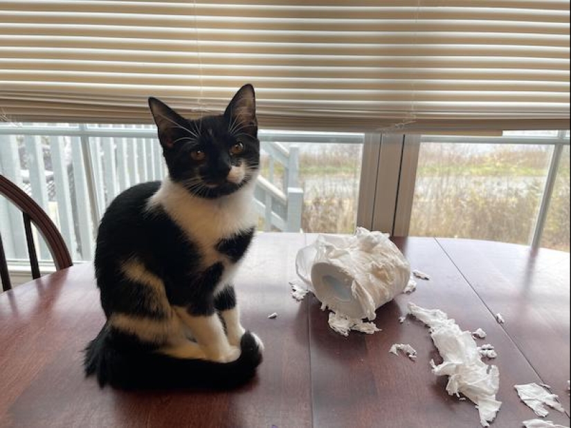 22 funny photos of animals that do whatever they want 22 funny photos of animals that do whatever they want