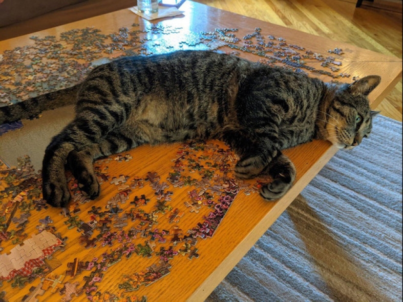 22 funny photos of animals that do whatever they want 22 funny photos of animals that do whatever they want