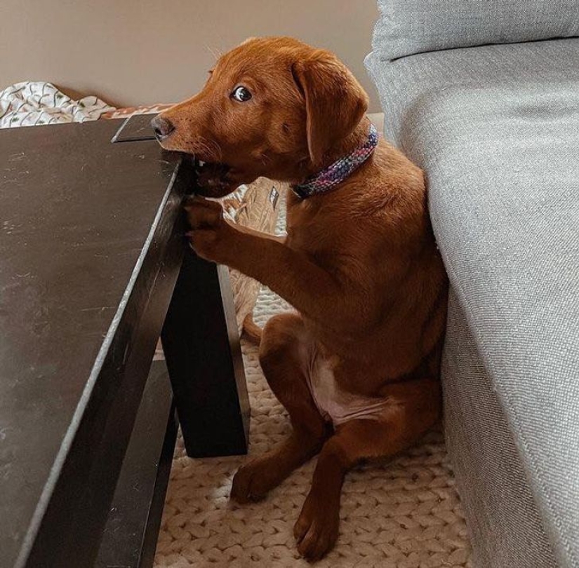 22 funny photos of animals that do whatever they want 22 funny photos of animals that do whatever they want