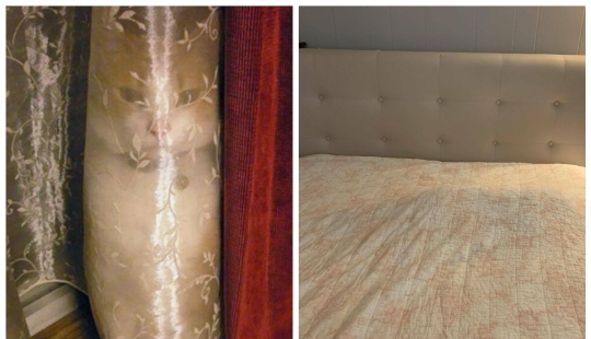 22 gatos que han perfeccionado el arte del disfraz 22 gatos que han perfeccionado el arte del disfraz