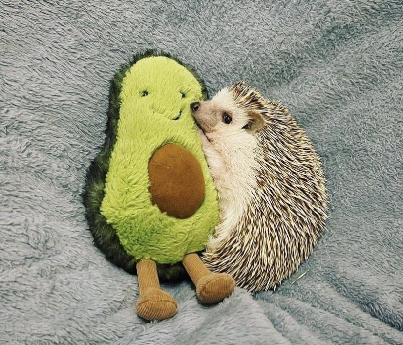 22 incredibly cute photos with animals that will brighten up even the darkest day 22 incredibly cute photos with animals that will brighten up even the darkest day