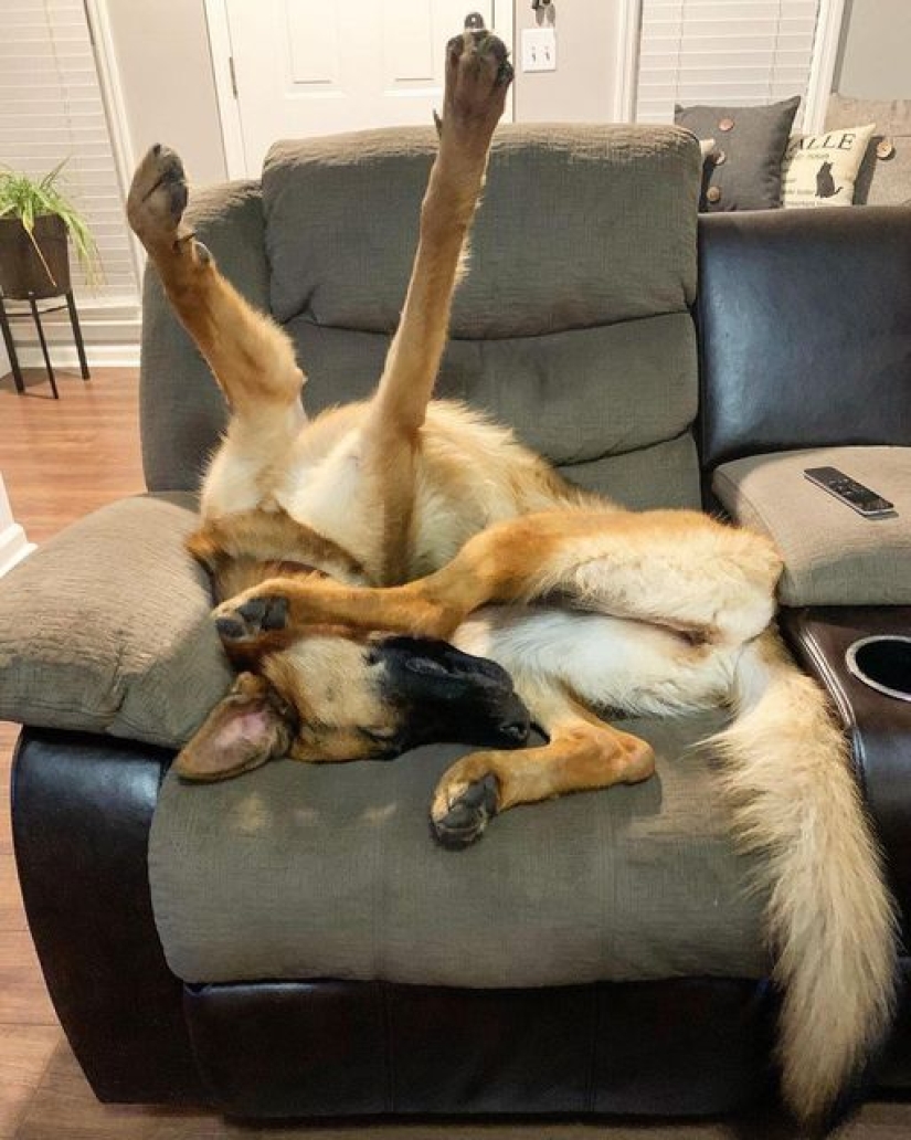 22 incredibly cute photos with animals that will brighten up even the darkest day 22 incredibly cute photos with animals that will brighten up even the darkest day