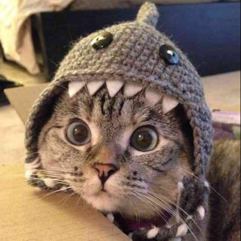 22 incredibly cute photos with animals that will brighten up even the darkest day 22 incredibly cute photos with animals that will brighten up even the darkest day