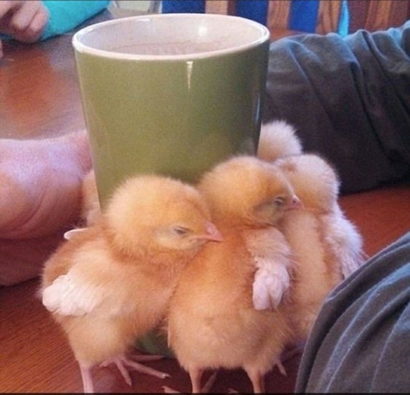 22 incredibly cute photos with animals that will brighten up even the darkest day 22 incredibly cute photos with animals that will brighten up even the darkest day