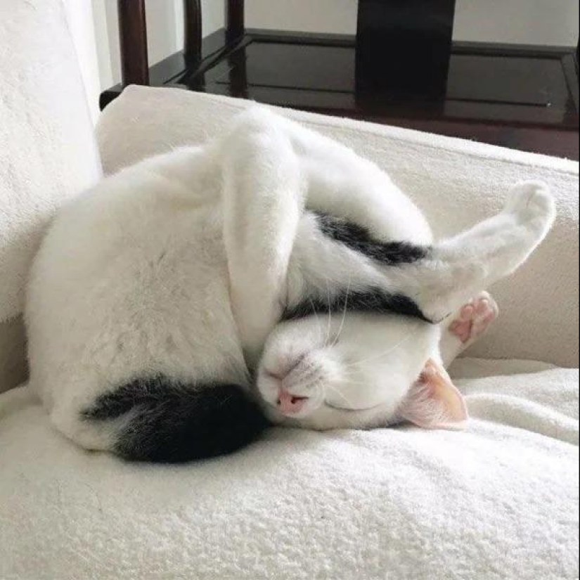 22 incredibly cute photos with animals that will brighten up even the darkest day 22 incredibly cute photos with animals that will brighten up even the darkest day