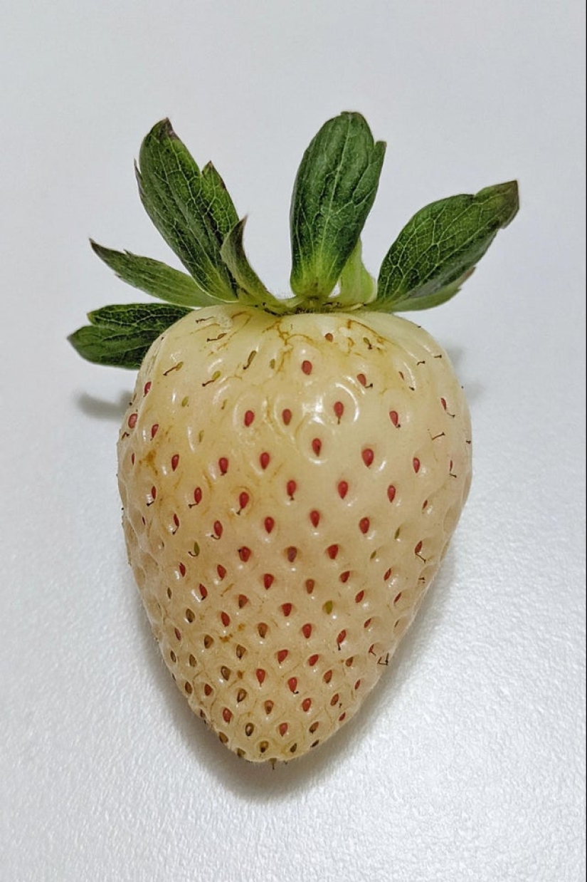 22 photos of amazing things that an ordinary person is unlikely to see live