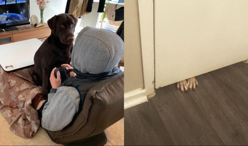 22 photos of animals who have not heard anything about "personal space" 22 photos of animals who have not heard anything about "personal space"