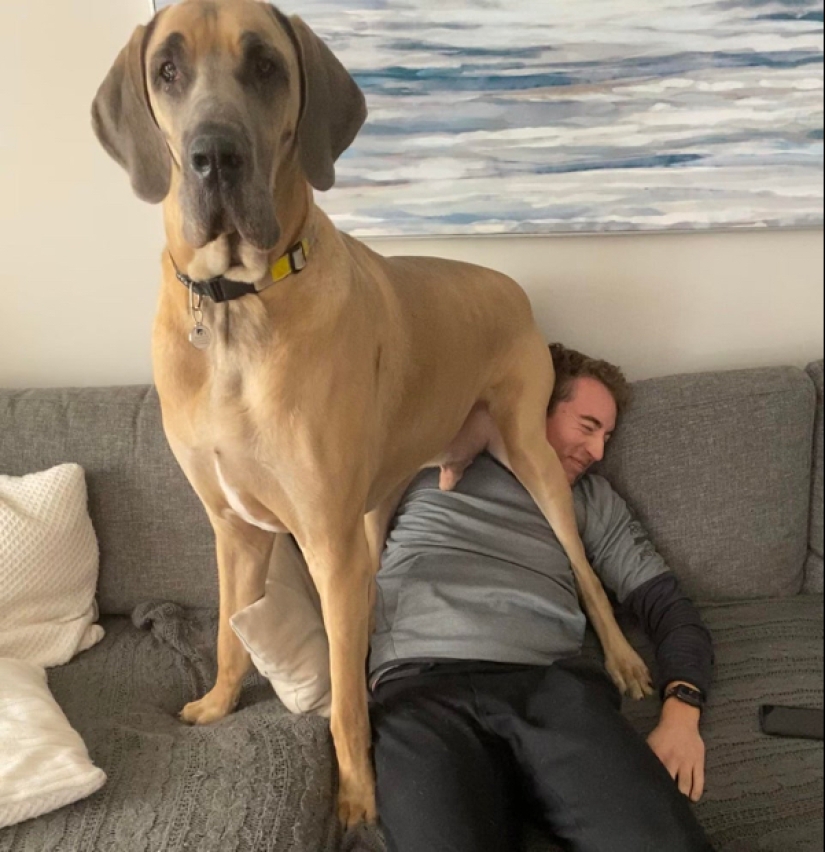 22 photos of animals who have not heard anything about "personal space" 22 photos of animals who have not heard anything about "personal space"