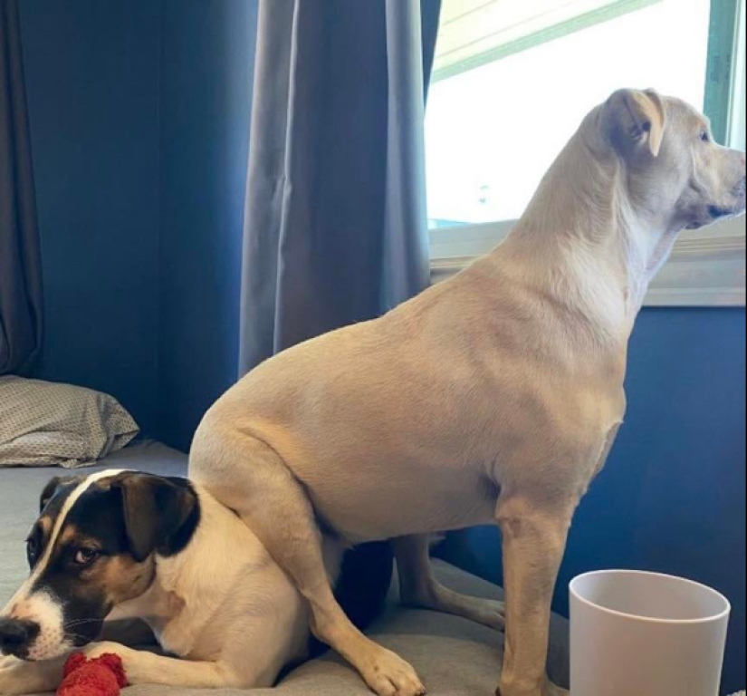 22 photos of animals who have not heard anything about "personal space" 22 photos of animals who have not heard anything about "personal space"