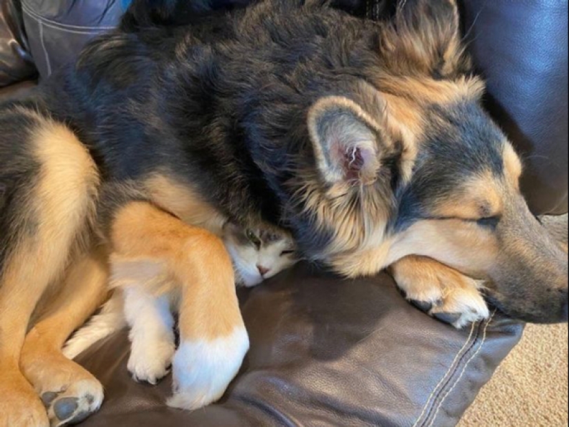 22 photos of animals who have not heard anything about "personal space" 22 photos of animals who have not heard anything about "personal space"