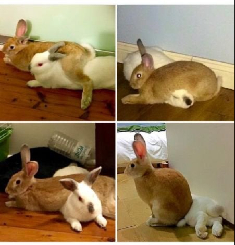 22 photos of animals who have not heard anything about "personal space" 22 photos of animals who have not heard anything about "personal space"