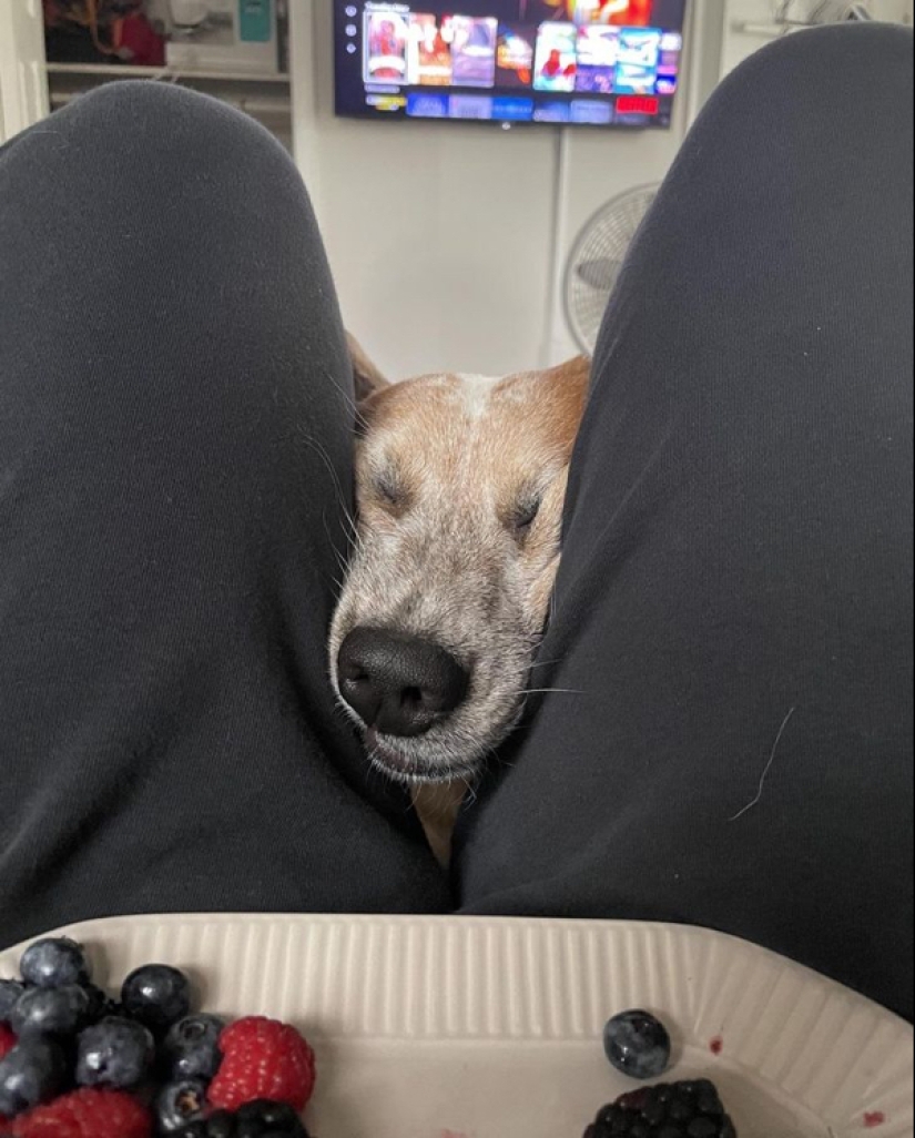 22 photos of animals who have not heard anything about "personal space" 22 photos of animals who have not heard anything about "personal space"