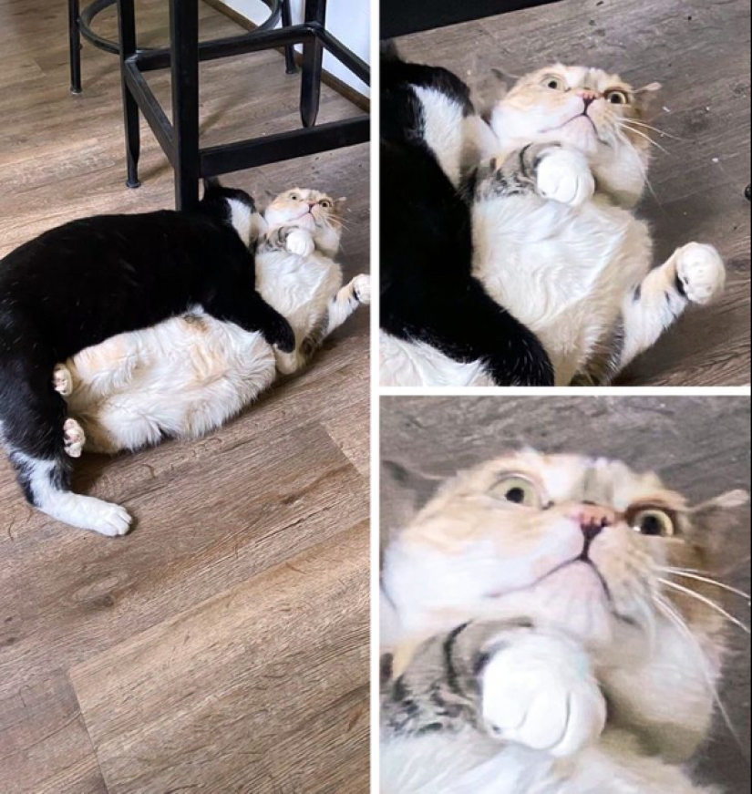 22 photos of animals who have not heard anything about "personal space" 22 photos of animals who have not heard anything about "personal space"