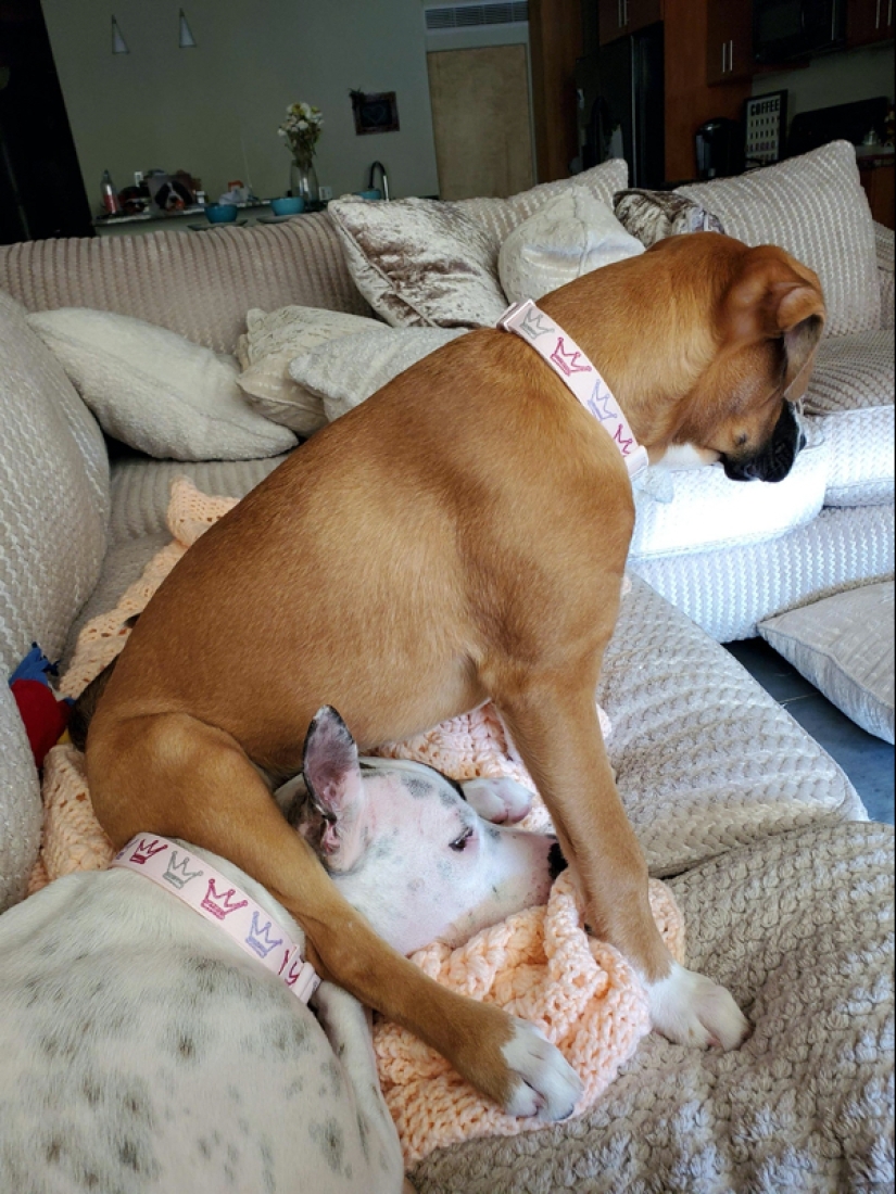 22 photos of animals who have not heard anything about "personal space" 22 photos of animals who have not heard anything about "personal space"