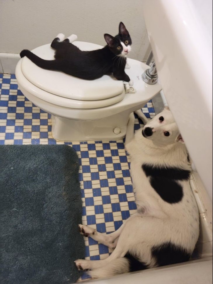 22 photos of animals who have not heard anything about "personal space" 22 photos of animals who have not heard anything about "personal space"