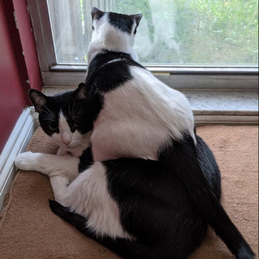 22 photos of animals who have not heard anything about "personal space" 22 photos of animals who have not heard anything about "personal space"