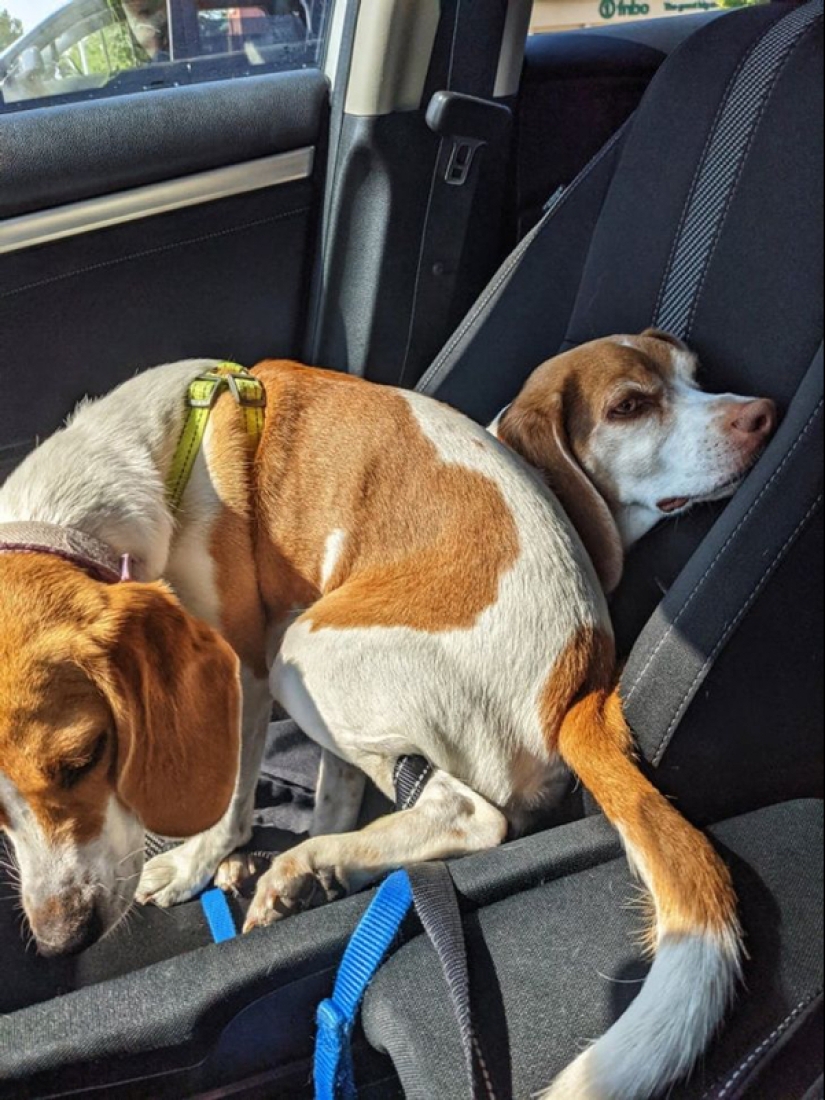 22 photos of animals who have not heard anything about "personal space" 22 photos of animals who have not heard anything about "personal space"