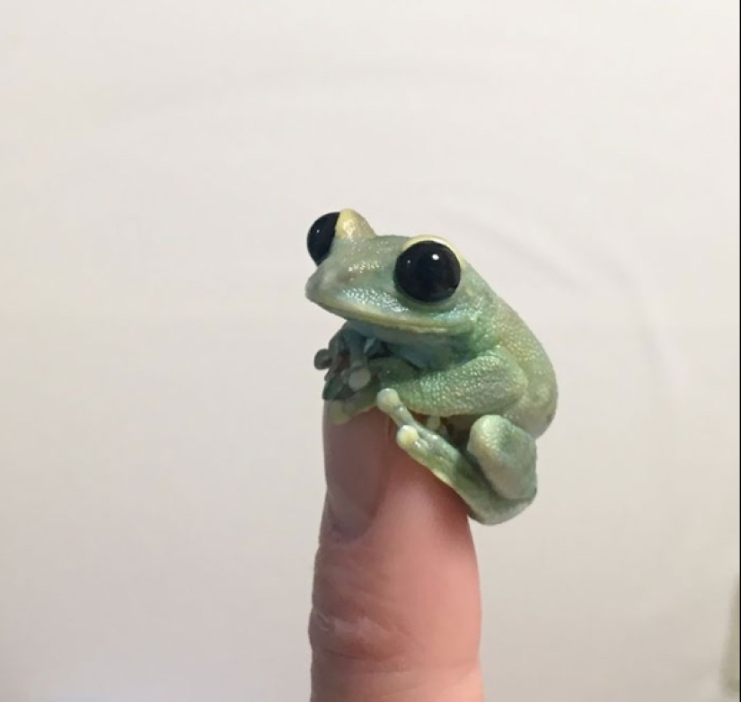 22 photos of small animals that bring great joy 22 photos of small animals that bring great joy