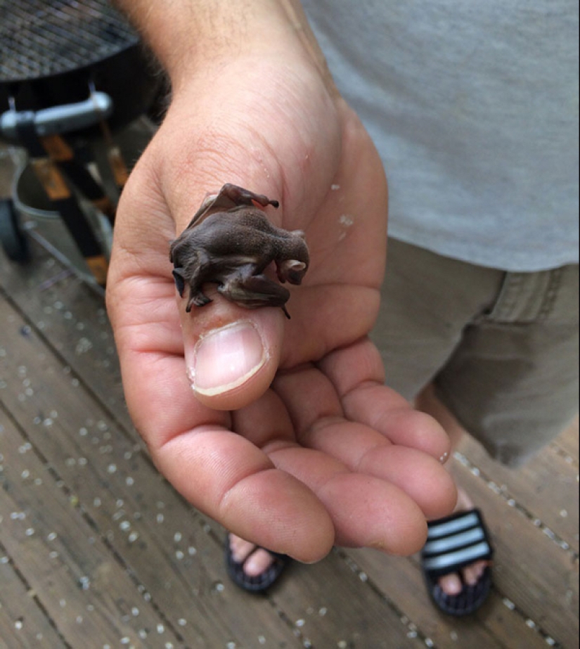 22 photos of small animals that bring great joy 22 photos of small animals that bring great joy