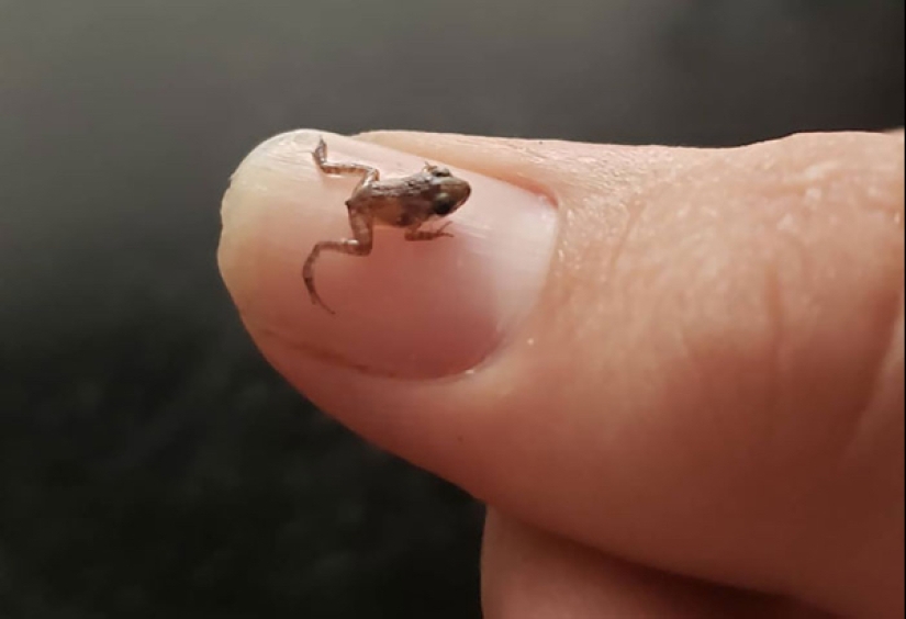 22 photos of small animals that bring great joy 22 photos of small animals that bring great joy