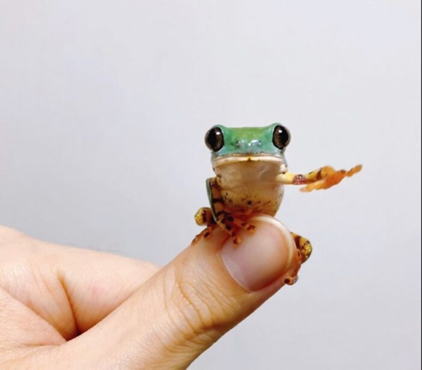 22 photos of small animals that bring great joy 22 photos of small animals that bring great joy