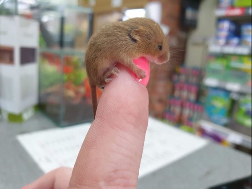 22 photos of small animals that bring great joy 22 photos of small animals that bring great joy