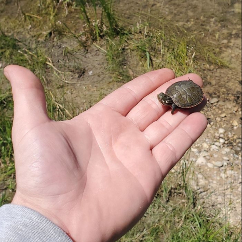 22 photos of small animals that bring great joy 22 photos of small animals that bring great joy