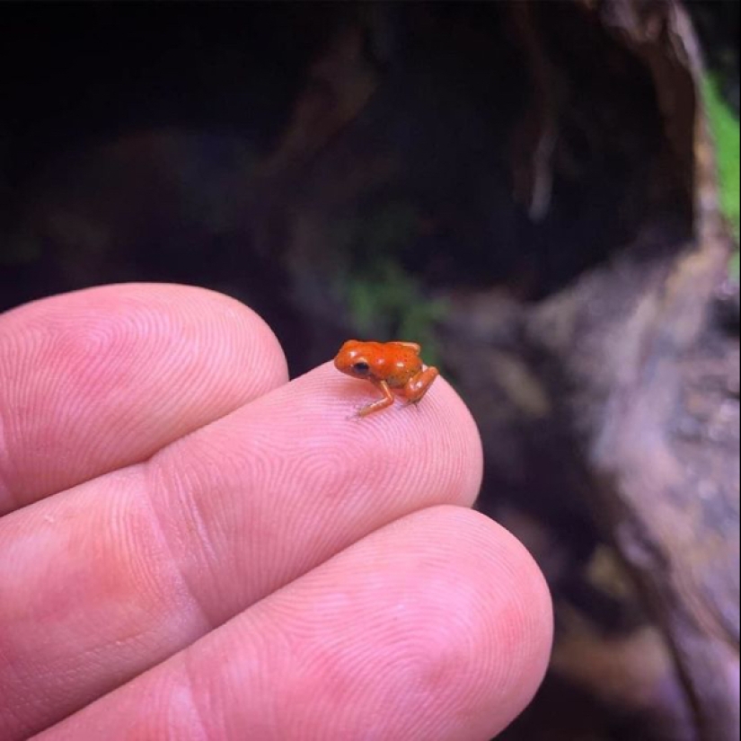 22 photos of small animals that bring great joy 22 photos of small animals that bring great joy
