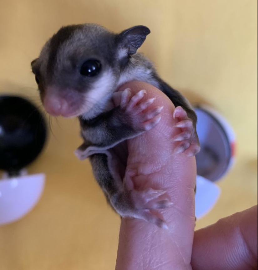 22 photos of small animals that bring great joy 22 photos of small animals that bring great joy