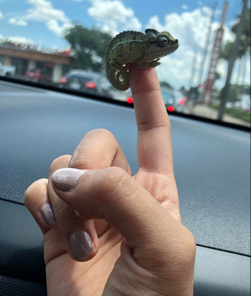 22 photos of small animals that bring great joy 22 photos of small animals that bring great joy