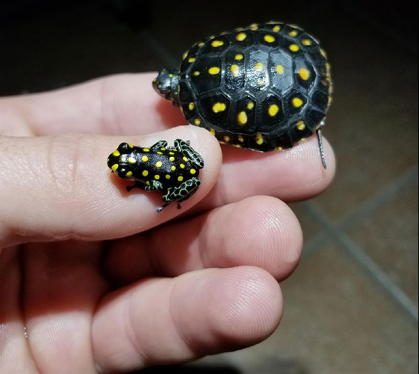 22 photos of small animals that bring great joy 22 photos of small animals that bring great joy