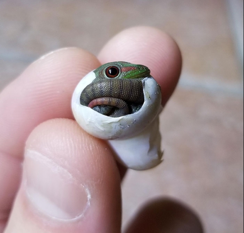 22 photos of small animals that bring great joy 22 photos of small animals that bring great joy