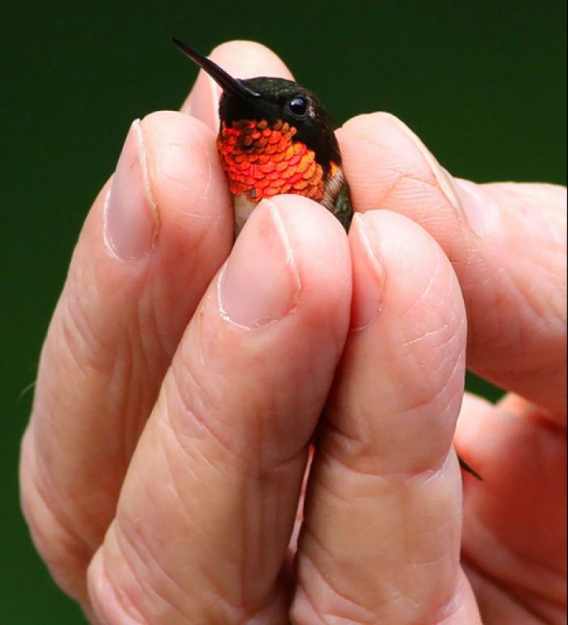 22 photos of small animals that bring great joy 22 photos of small animals that bring great joy